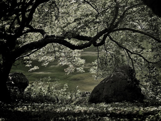 Laurent Barrera carpes Koï Japon France méditation livre photo