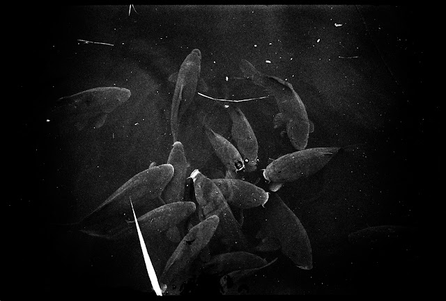poisson voyage ailleurs