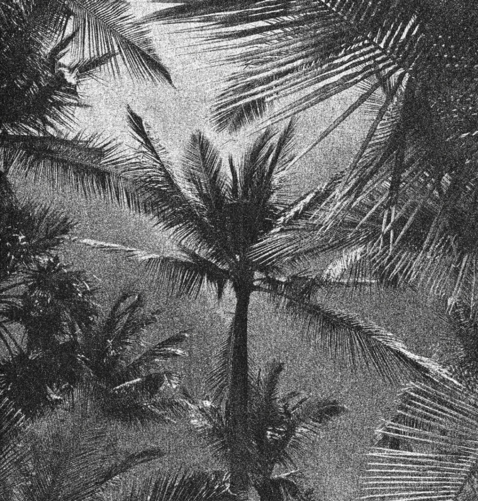 Melanie Schoeniger, To Paradise, fait-main, handmade, livre, photo, chronique, Paradis, Terre, palmier, plage, chaleur, douceur, uni, unité, relié, Frederic Martin, 5ruedu, 