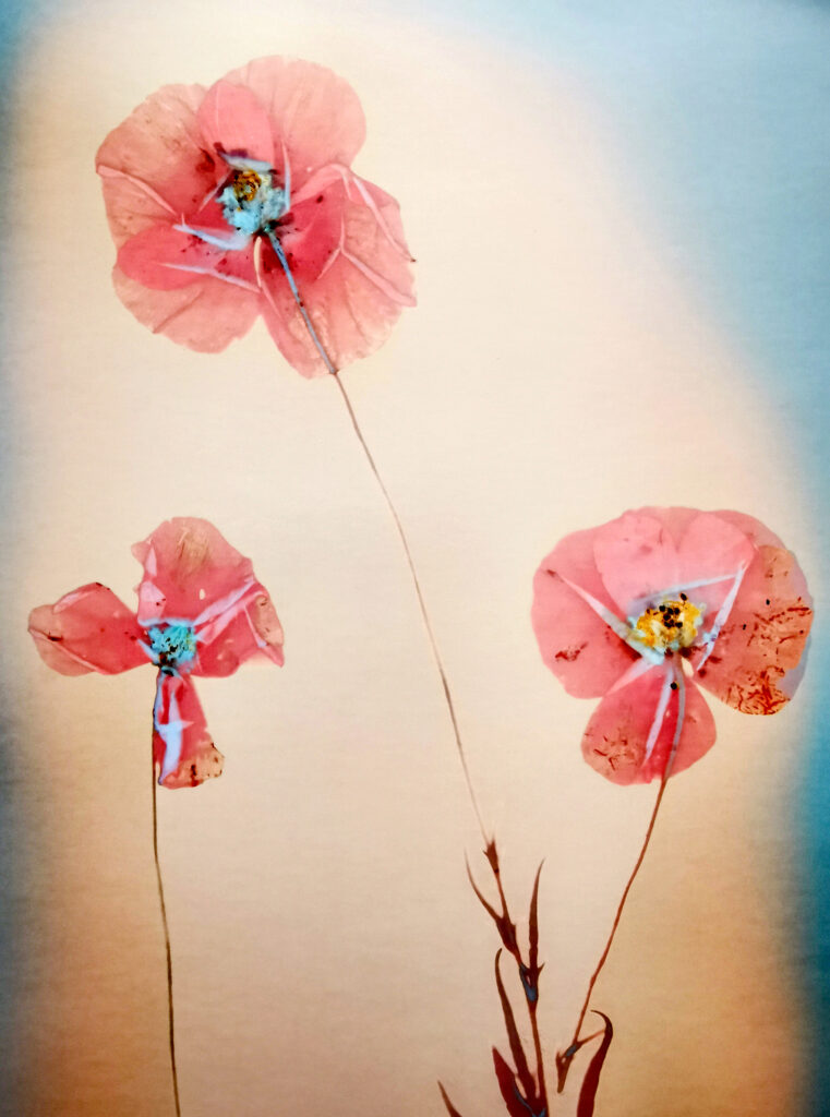 éditions de l'épair, Aurélia Frey, Balzac, amour, Lys dans la vallée, désespoir, fin, fleur, carte, tendre, amoureux, 5ruedu, chronique, livre photo, Frédéric Martin, dilecta(e),