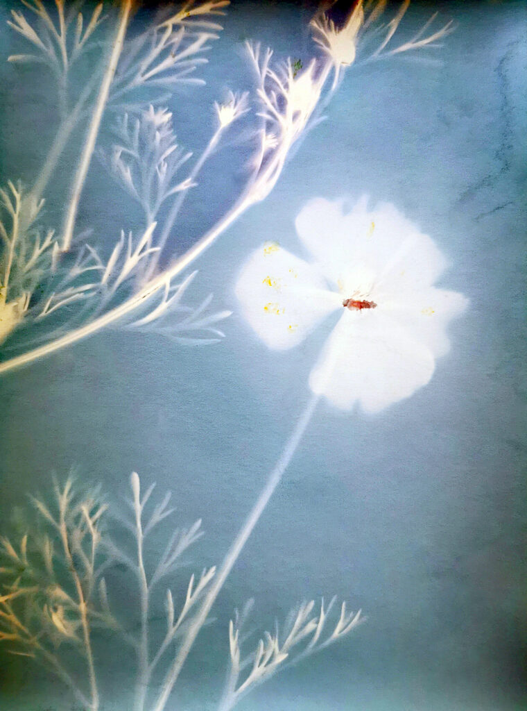 éditions de l'épair, Aurélia Frey, Balzac, amour, Lys dans la vallée, désespoir, fin, fleur, carte, tendre, amoureux, 5ruedu, chronique, livre photo, Frédéric Martin, dilecta(e),