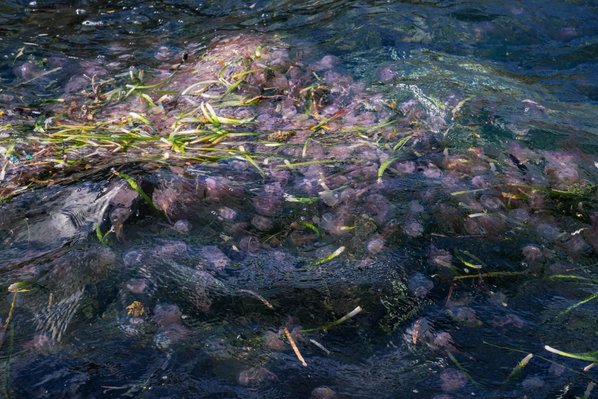 Rachele Casetta, Arnaud Bizalion Editeur, Méandres d'une île, Port-Cros, Méditerranée, territoire, beauté, poésie, rêverie, roc, roche, temps, chronique, livre photo, 5ruedu, Frédéric Martin,