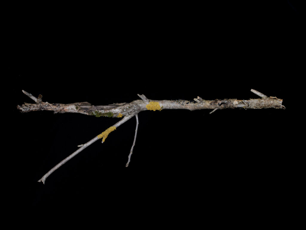 Once a year the stick shoots, Blow Up Press, Nastasiia Leliuk, Natalia Wiernik, guerre, jeu, enfance, Ukraine, arme, branche, nature, patriarcat, violence, règle, chronique, livre, photo, 5ruedu, Frédéric Martin, 