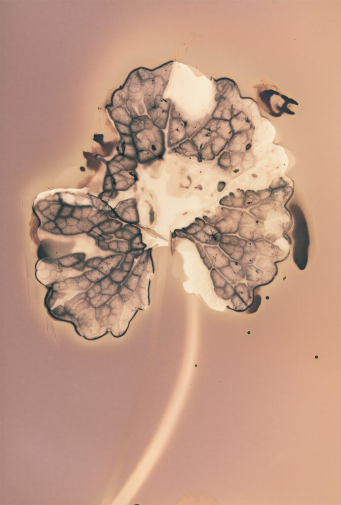 Anaïs Tondeur, Fleurs de feux, Michael Marder, éditions Mimésis, plante, phénol, phytographie, résilience, feu, décharge, Vésuve, Italie, Anthropocène, Frédéric Martin, 5ruedu.fr, chronique, livre, photographie;