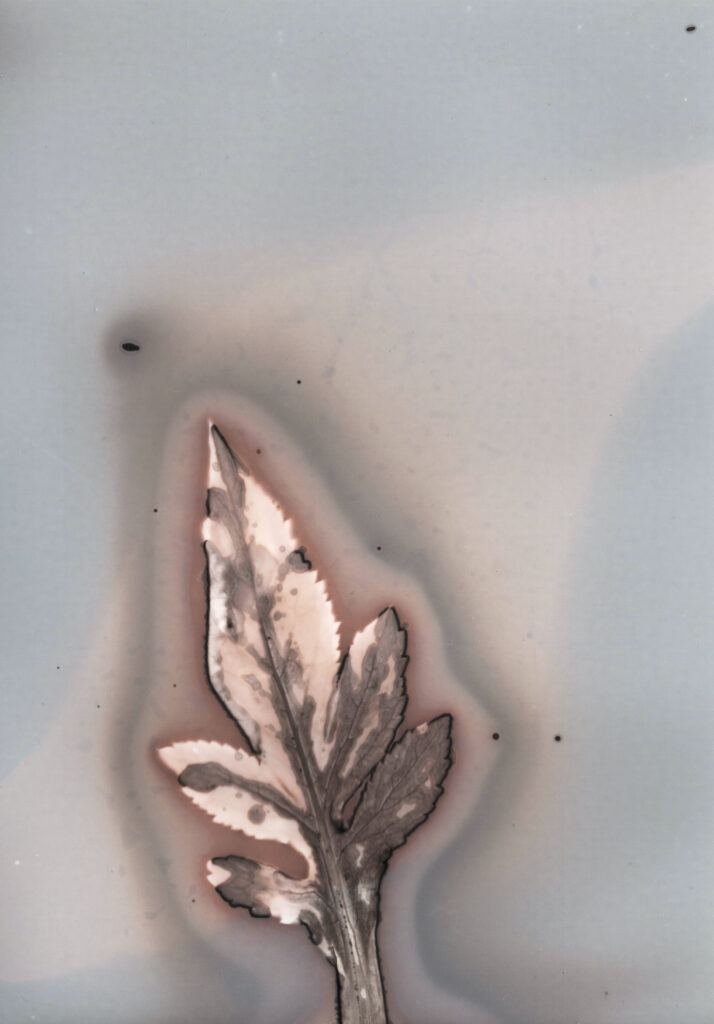 Anaïs Tondeur, Fleurs de feux, Michael Marder, éditions Mimésis, plante, phénol, phytographie, résilience, feu, décharge, Vésuve, Italie, Anthropocène, Frédéric Martin, 5ruedu.fr, chronique, livre, photographie;