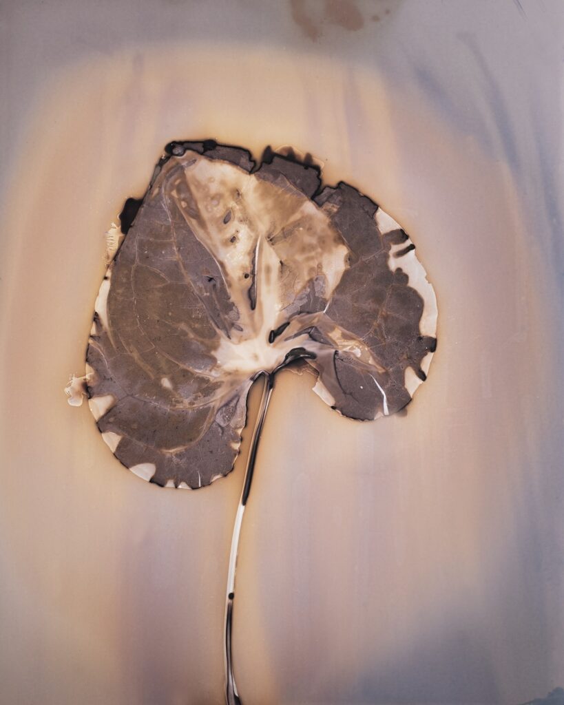 Anaïs Tondeur, Fleurs de feux, Michael Marder, éditions Mimésis, plante, phénol, phytographie, résilience, feu, décharge, Vésuve, Italie, Anthropocène, Frédéric Martin, 5ruedu.fr, chronique, livre, photographie;