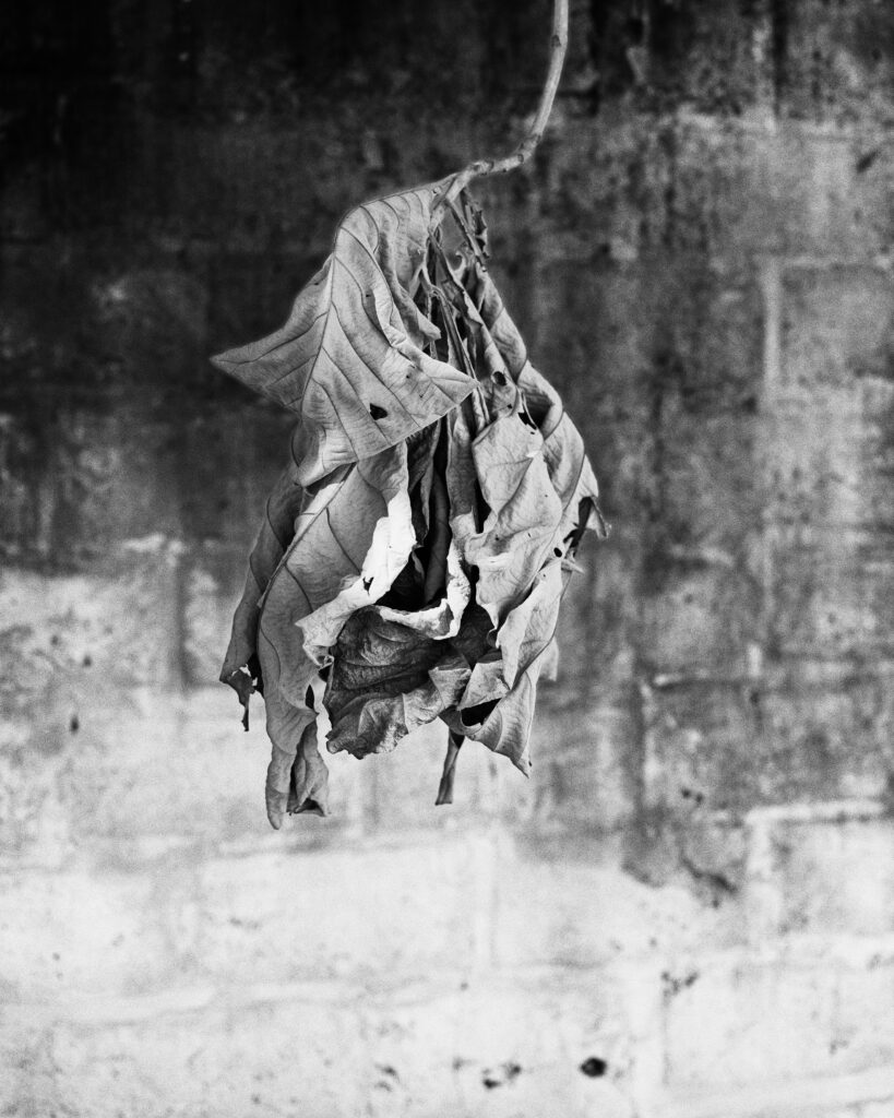 Marion Gronier, Quelque chose comme une araignée, Le bec en l'air, folie, murs, enfermement, France, Sénégal, écart, différence, visibilité, altérité, Frédéric Martin, 5ruedu, chronique, livre, photographie, 