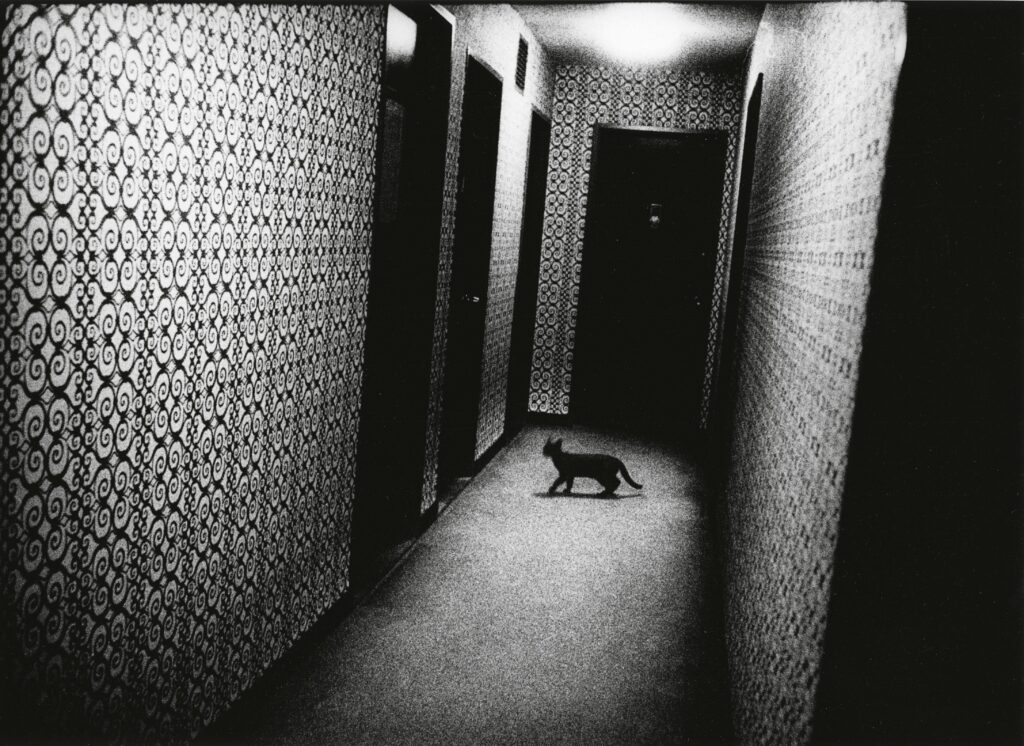 Photo Poche, 141, Daido Moriyama, noir et blanc, Japon, rue, Shinjuku, street photo, bouillonnement, ville, Frédéric Martin, 5ruedu, chronique, livre, photographie, 