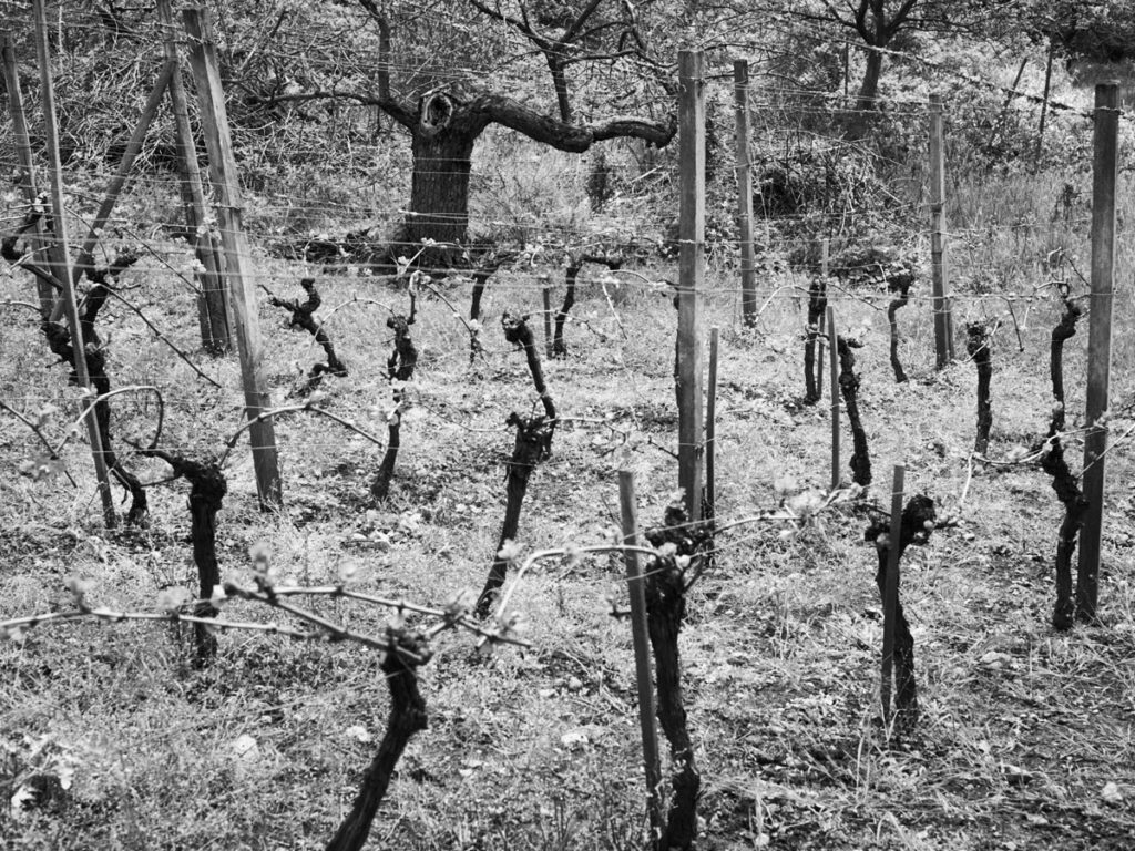 Ruslan Hrushchak, Patchwork Garden, Origini Edizioni, beauté, famille, jardin, livre objet, mémoire, amour, Thoreau, chronique, livre, photographie, 5ruedu, Frédéric Martin, 