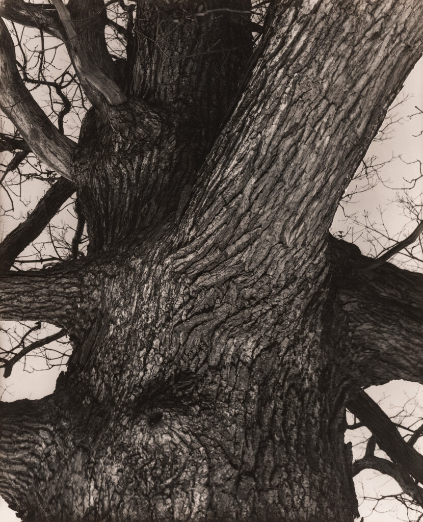 Steichen, Edward, Atelier EXB, Photo Poche, Actes Sud, Exposition, Arles, Nature, fleur, moderne, fondateur, chronique, livre, photographie, Frédéric Martin, 5ruedu, 