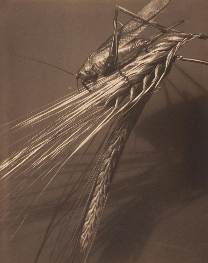 Steichen, Edward, Atelier EXB, Photo Poche, Actes Sud, Exposition, Arles, Nature, fleur, moderne, fondateur, chronique, livre, photographie, Frédéric Martin, 5ruedu, 