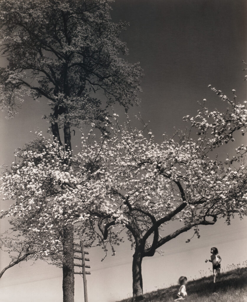 Steichen, Edward, Atelier EXB, Photo Poche, Actes Sud, Exposition, Arles, Nature, fleur, moderne, fondateur, chronique, livre, photographie, Frédéric Martin, 5ruedu, 