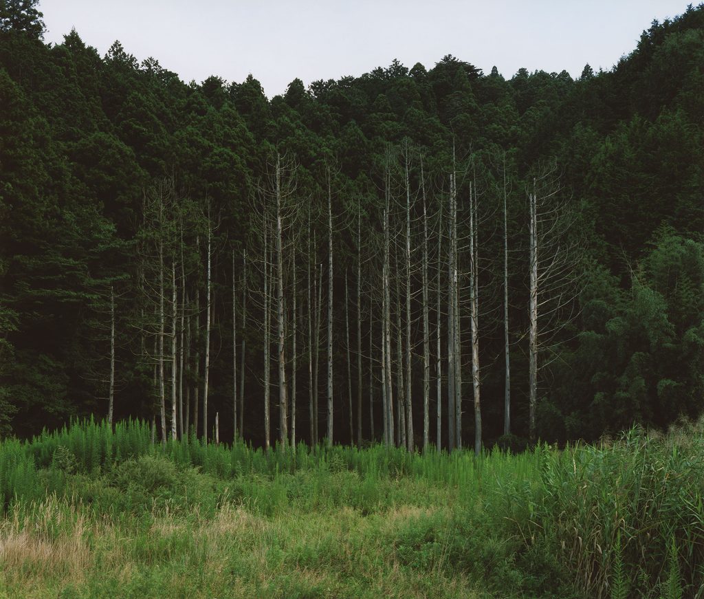 Naoya Hatakeyama, éditions Lightmotiv, arbres, japon, Tsunami, conséquence, chambre, vie, mort, présence, humaine, chronique livre, photo, 5ruedu, Frédéric Martin, 