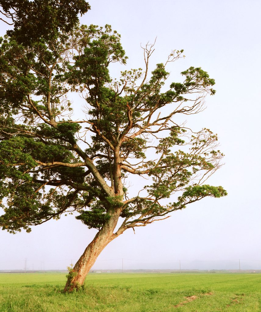 Naoya Hatakeyama, éditions Lightmotiv, arbres, japon, Tsunami, conséquence, chambre, vie, mort, présence, humaine, chronique livre, photo, 5ruedu, Frédéric Martin, 